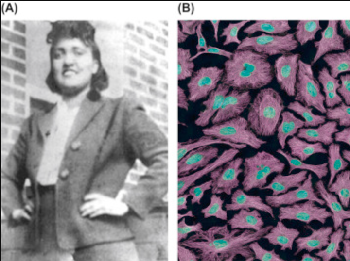 <p>"Immortal" cancer cells taken from Henrietta Lacks without her permission. Have been used in countless scientific discoveries, including COVID vaccines.</p>