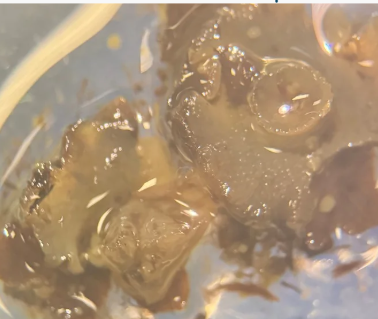 <p>Gemmae Cups belong to which genus of Liverwort? What kind of reproduction happens?</p>