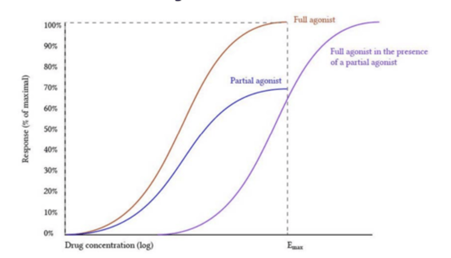<p>the partial agonist can be displaced from the receptor by a sufficiently high concentration of full agonist</p><p>(unless partial agonist binds irreversibly)</p>