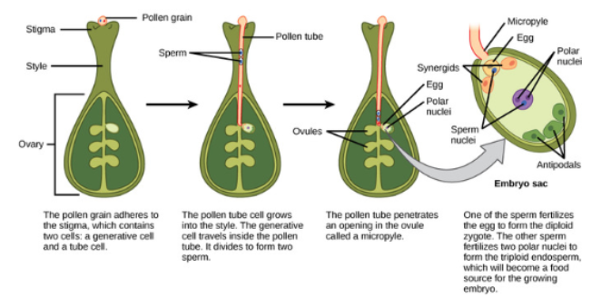 <ul><li><p>pollen lands on stigma and pollen tube begins to grow</p></li><li><p>First fertilization: 1 sperm+1 egg= diploid zygote</p></li><li><p>Second fertilization: other sperm fuses with polar nuclie= triploid cell</p></li><li><p>zygote develops into embryo with radicle and one or two cotyledons</p></li></ul><p></p>