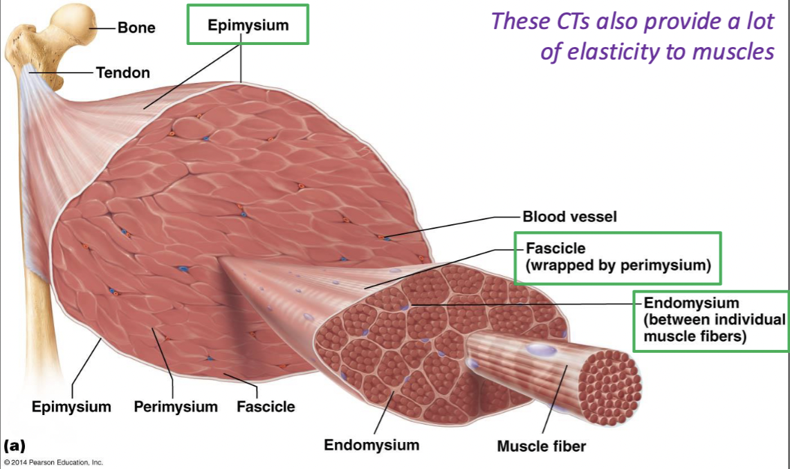 <ul><li><p>sheaths of CT hold skeletal muscle tightly together in parallel alignment so they can generate force as a whole</p></li></ul><ul><li><p>provides elasticity</p></li></ul><p></p>