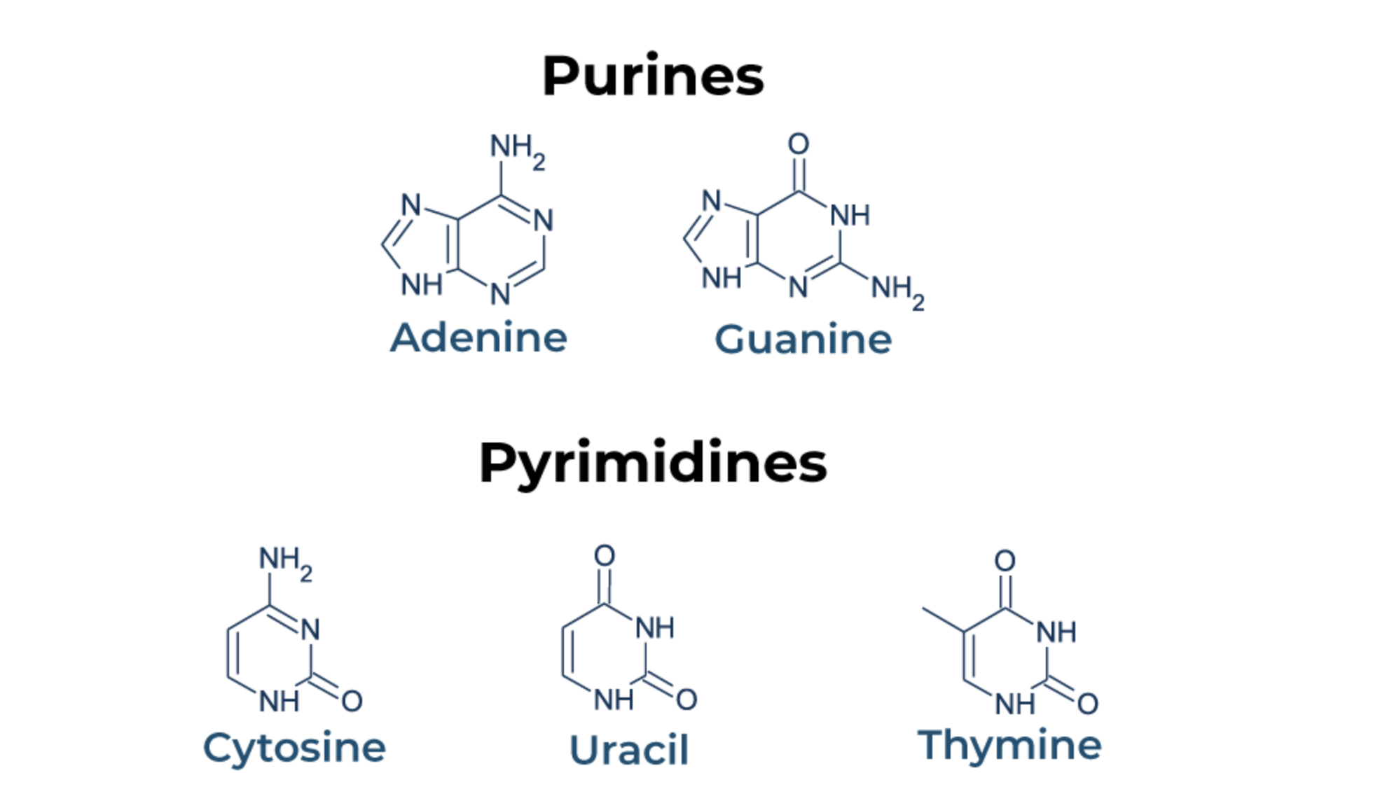 <ul><li><p>purine bases are Adenine (A) and Guanine (G) because they have two carbon rings</p><ul><li><p>mnemonic: <strong>Pure A</strong>s <strong>G</strong>old </p></li><li><p><strong>Pur</strong>ines = <strong>A</strong>denine and <strong>G</strong>uanine  </p></li></ul></li><li><p>pyrimidine bases are Thymine (T) and Cytosine (C) (and Uracil (U) in RNA) because they have a single carbon ring</p></li></ul>