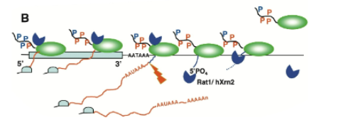 <p>after cleavage near the poly-adenylaiton sequence,  nuclease degrades nascent RNA from 5’ end and catches up with elongation complex to displace pol II from DNA</p>