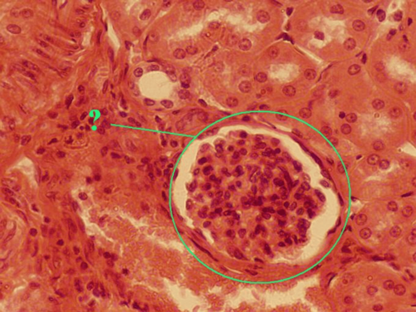 <p>Identify the indicated structure in the kidney.</p>