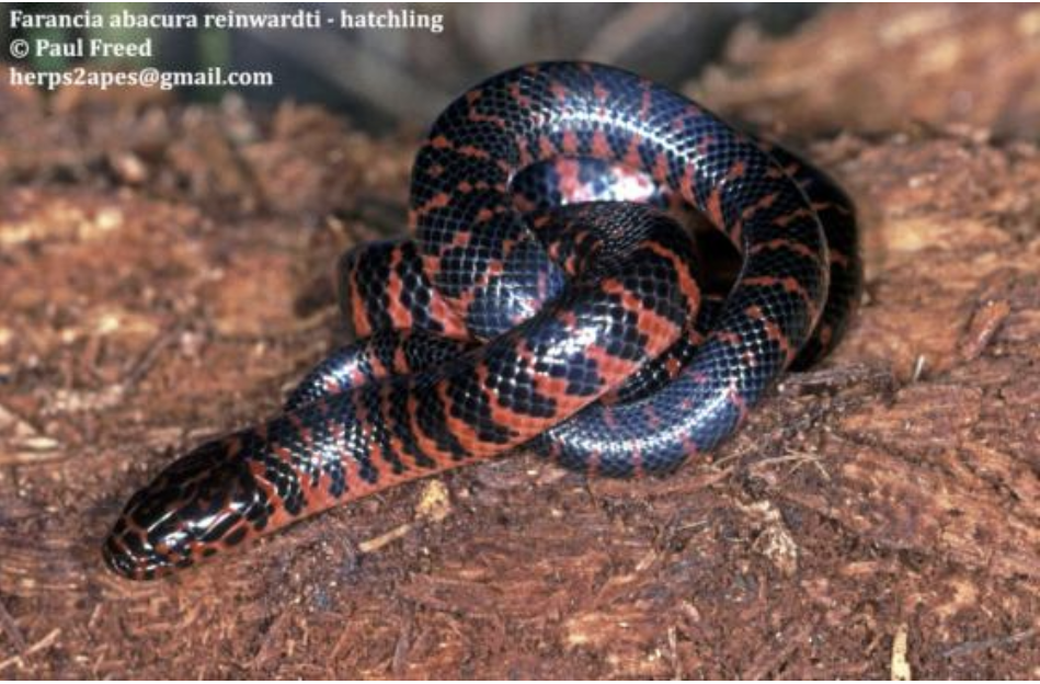 <p>Farancia abacura<br>red-bellied mudsnake<br>Colubridae</p>