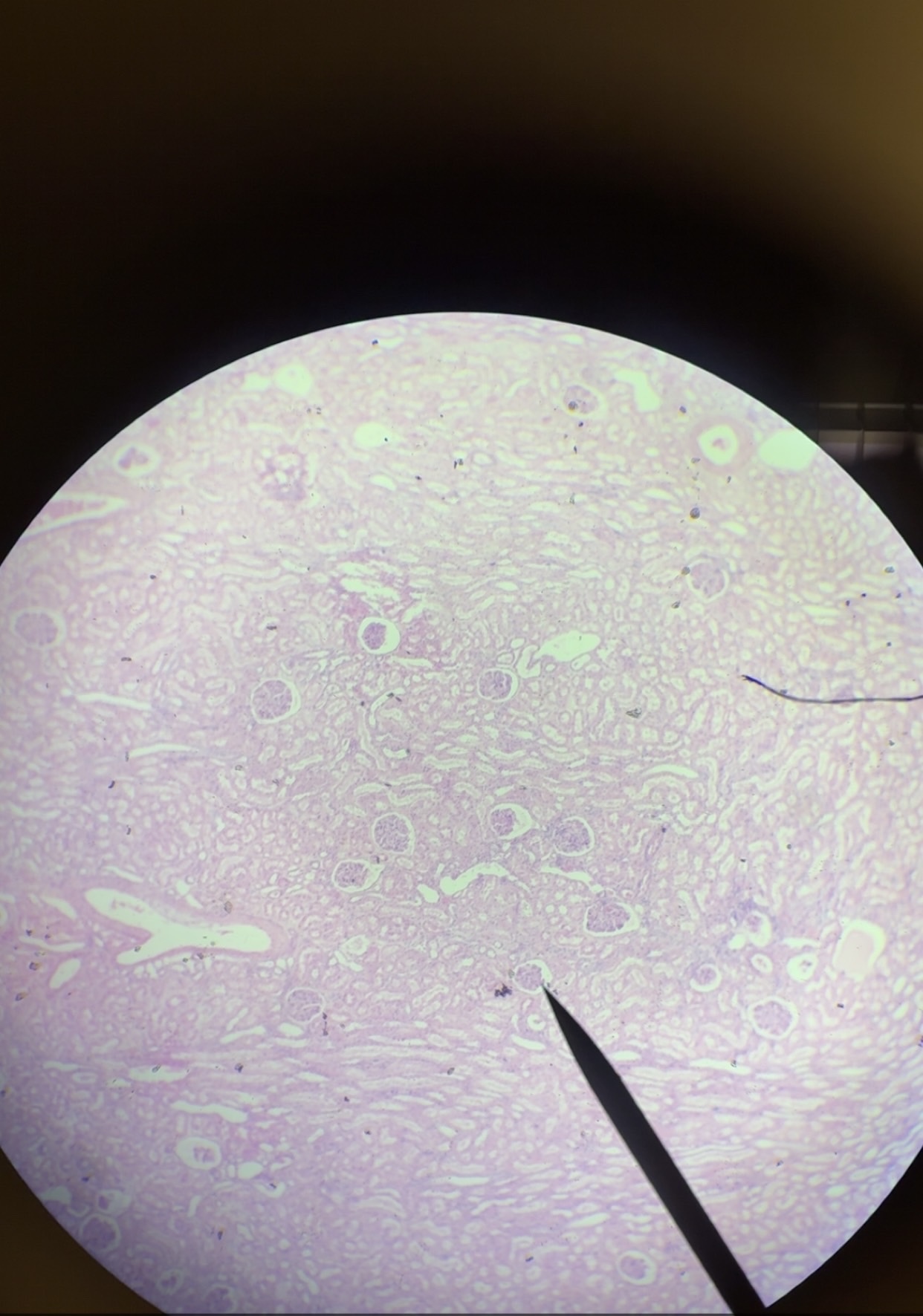 <p>What microscope tissue is this?</p>