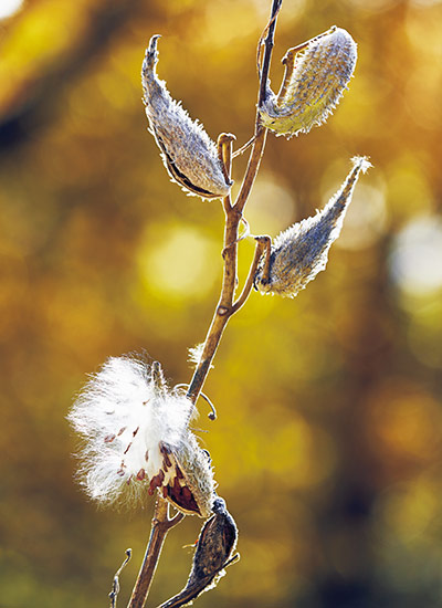 <ul><li><p>smooth</p></li><li><p>simple</p></li><li><p>opposite</p></li></ul><p></p>