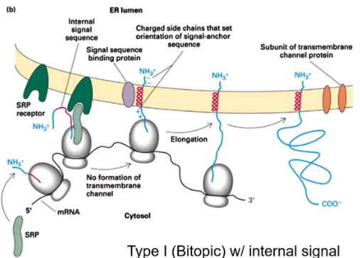 <p>(N-terminus faces ER lumen) N-terminus faces lumen without cleavage.</p>