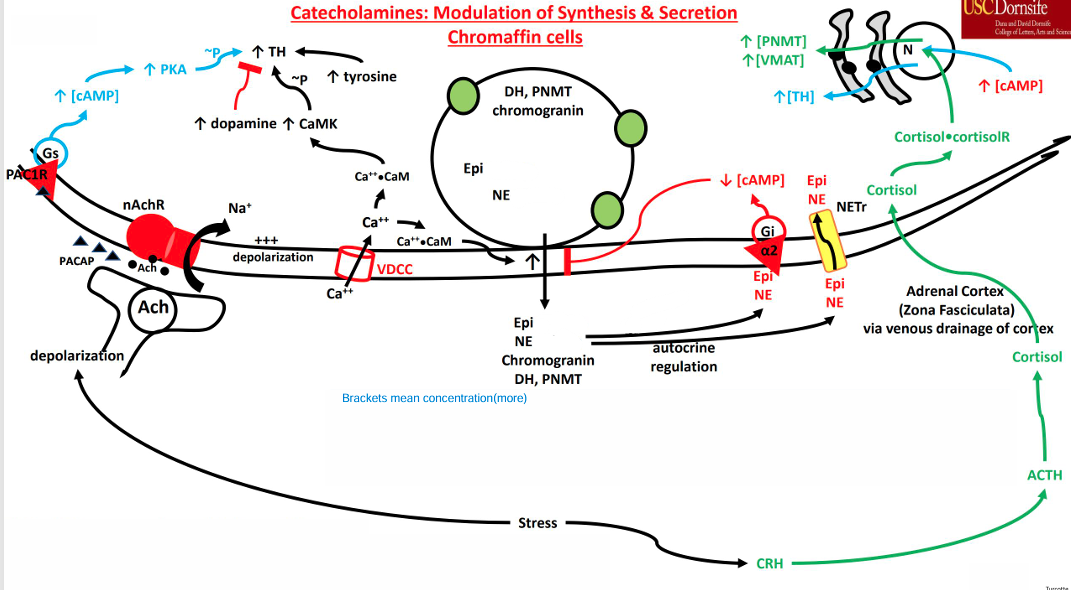 <ul><li><p>Splanchnic Nerve also secretes Pituitary Adenylate Cyclase Activating Polypeptide (PACAP)</p></li><li><p>Binds to the PAC1R </p><ul><li><p>• GPCR (Gs) • Leads to an increase in cAMP </p></li><li><p>• cAMP activates PKA <strong>• Phosphorylates and stimulates Tyrosine Hydroxylase</strong> • <strong>cAMP activates CREB (cAMP Response Element Binding Protein)</strong></p></li><li><p> • Increases gene expression to induce synthesis of Tyrosine Hydroxylas</p></li></ul></li></ul><p></p>