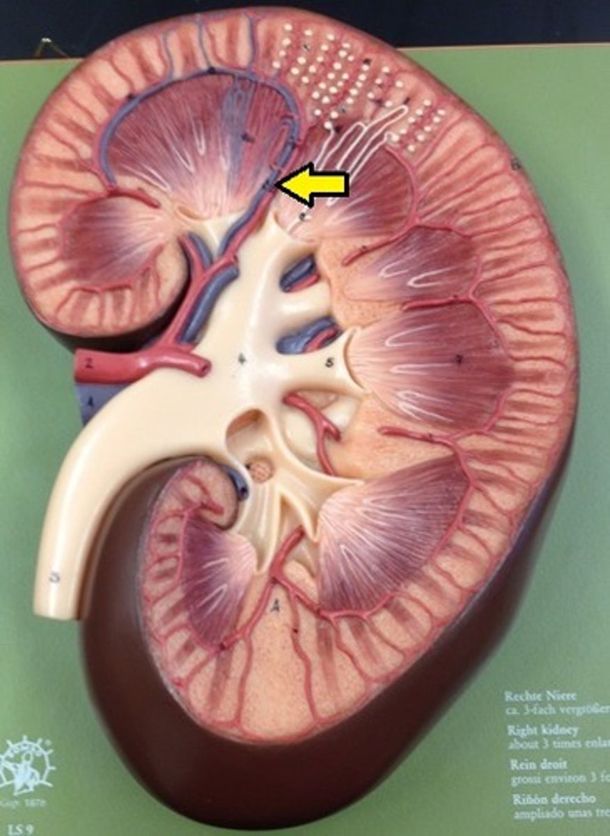 <p>segmental arteries further divide into these arteries, which are located within the renal columns between the renal pyramids. supply blood to the arcuate arteries</p>