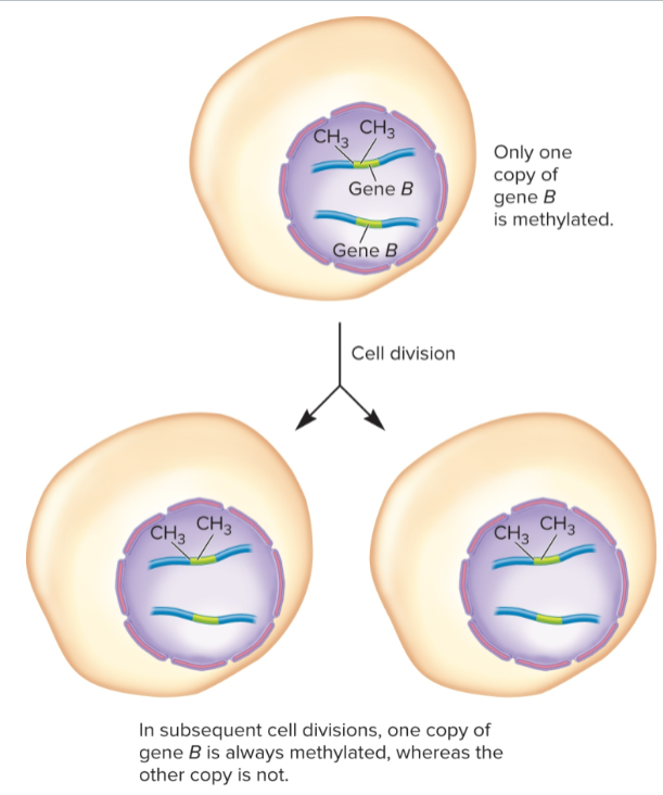 <ul><li><p>maintained at a specific site</p></li><li><p>affect only one copy of gene but not other copy </p></li><li><p>maintained during cell division</p></li><li><p>in subsequent cell divisions, methylated copy of gene B is always methylated whereas other remains unmethylated</p></li></ul><p></p>