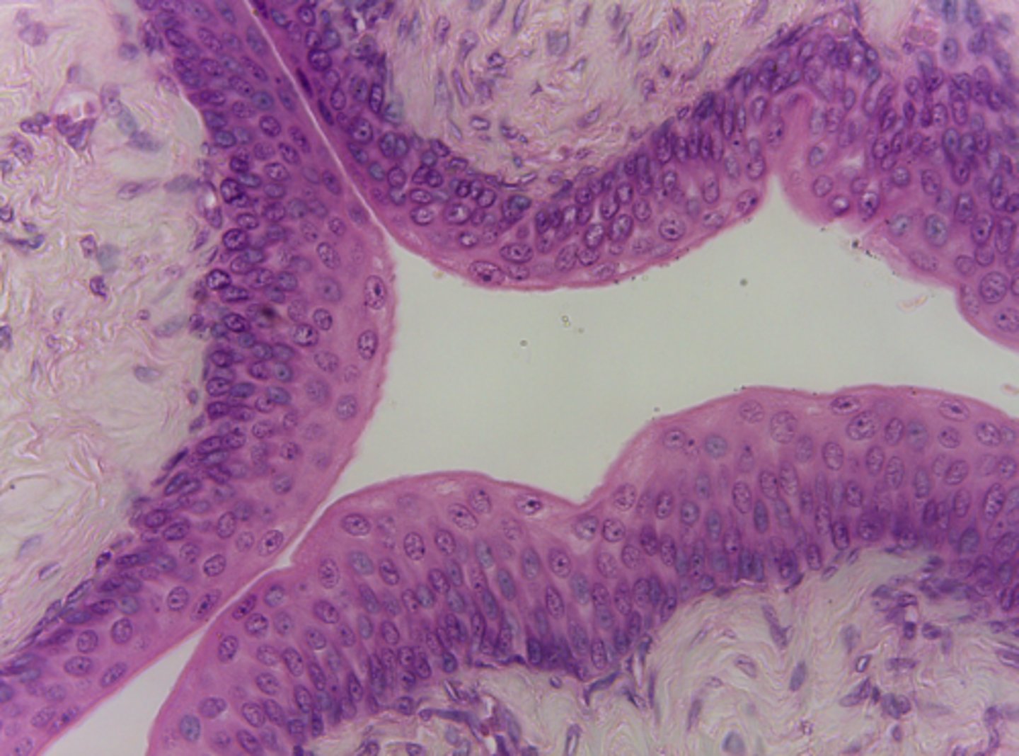 <p>What type of tissue is presented on the slide?</p>