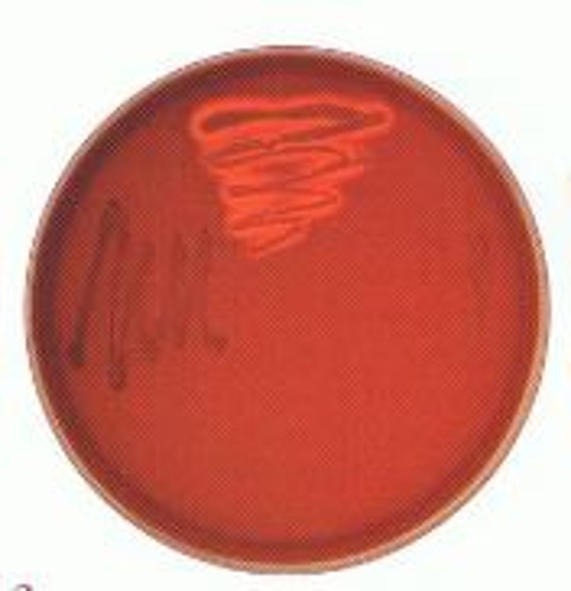 <p>Gram-positive organisms; inhibits Gram-negative</p>