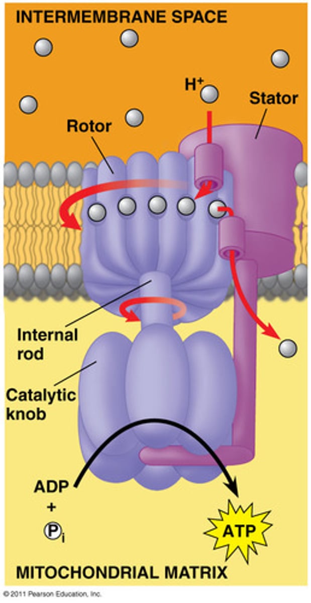 <p>- integrated into the inner-mitochondrial membrane</p><p>- uses proton-motive force in order to facilitate the movement of electrons to oxygen which acts as a terminal electron acceptor (creates water)</p>