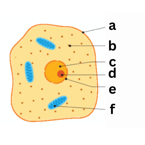 <p><span style="color: rgb(0, 0, 0);"><span>Label This Diagram</span></span></p><p><span style="color: rgb(0, 0, 0);"><em><span>Animal Cell under Electron Microscope</span></em></span></p>