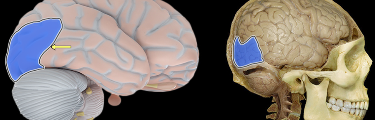 <p>Occipital lobe</p>