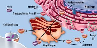 <p>The collection of membranes inside and surrounding a eukaryotic cell, related either through direct physical contact or by the transfer of membranous vesicles; includes the plasma membrane, the nuclear envelope, the smooth and rough endoplasmic reticulum, the Golgi apparatus, lysosomes, vesicles, and vacuoles. </p>
