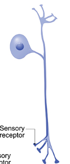 <p>What kind of neuron is pictured?</p>