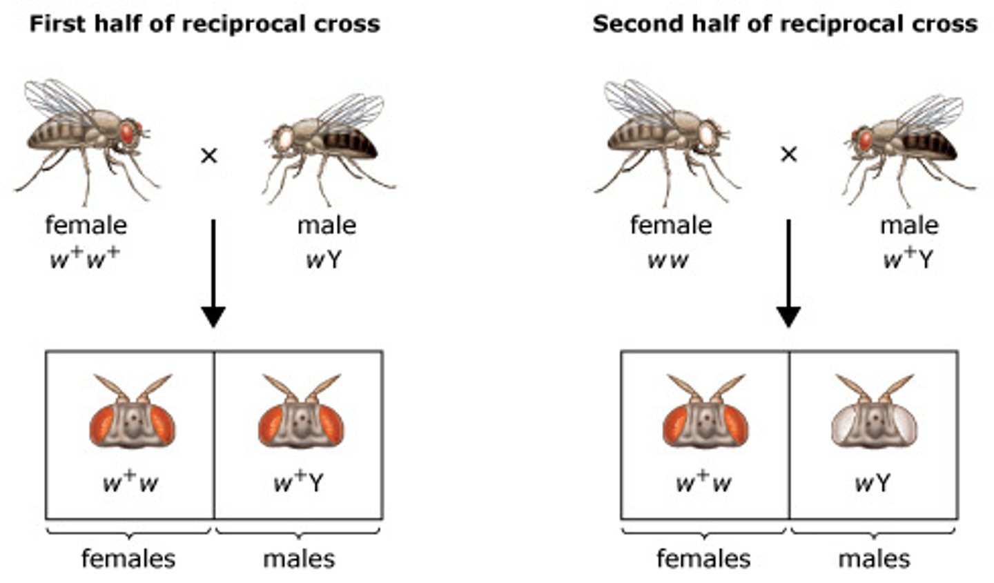 <p>A pair of crosses in which the traits of the two parents differ with regard to sex. For example, one cross could be a red-eyed female fly and a white-eyed male fly, and the reciprocal cross would be a red-eyed male fly and a white-eyed female fly.</p>