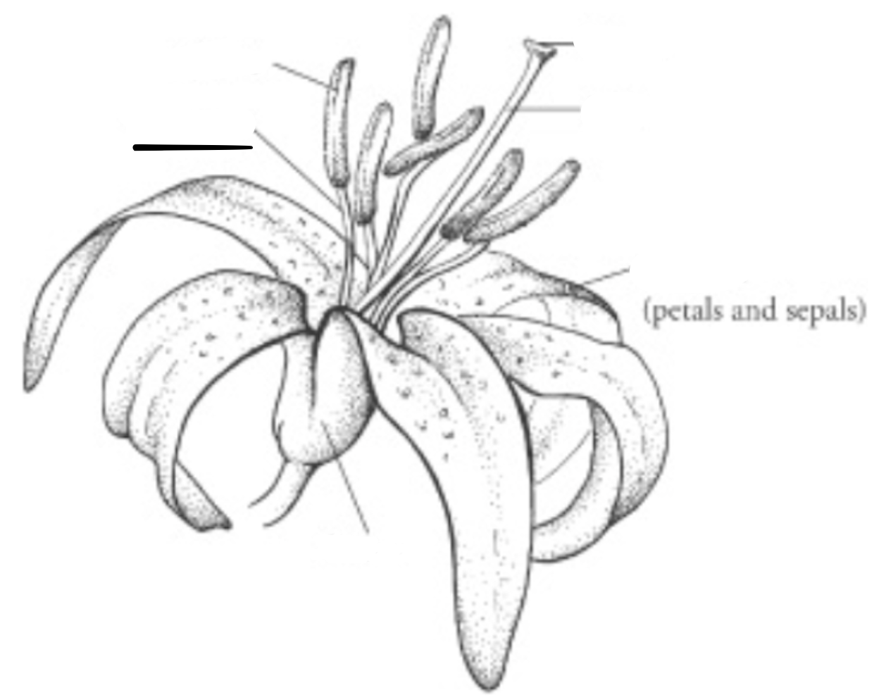 <p>What is this part of the flower?</p>