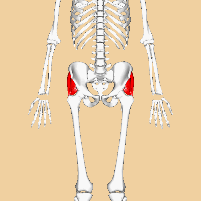 <p>Lateral hip; </p><p>medium glute </p><p>'Medius = middle'</p>