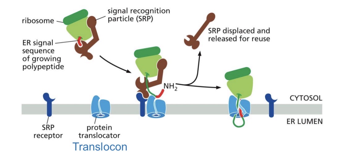 <p>Co-translational Translocation: Soluble protein (SRP, SRP receptor, Translocon, Signal peptidase)</p>