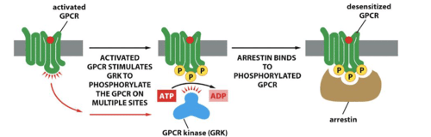 <p>Receptor desensitization prevents sustained activation that could be harmful to cells</p><p>gets phosphorylated and then arrestin binds and ARRESTS</p>