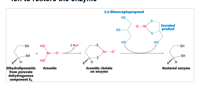 <p>sulfhydryl compounds that <strong>outcompete</strong> binding for the metal ion to restore the enzyme</p>