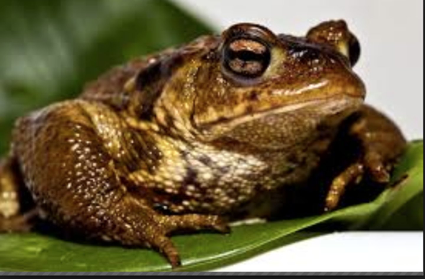 <p>toad</p>