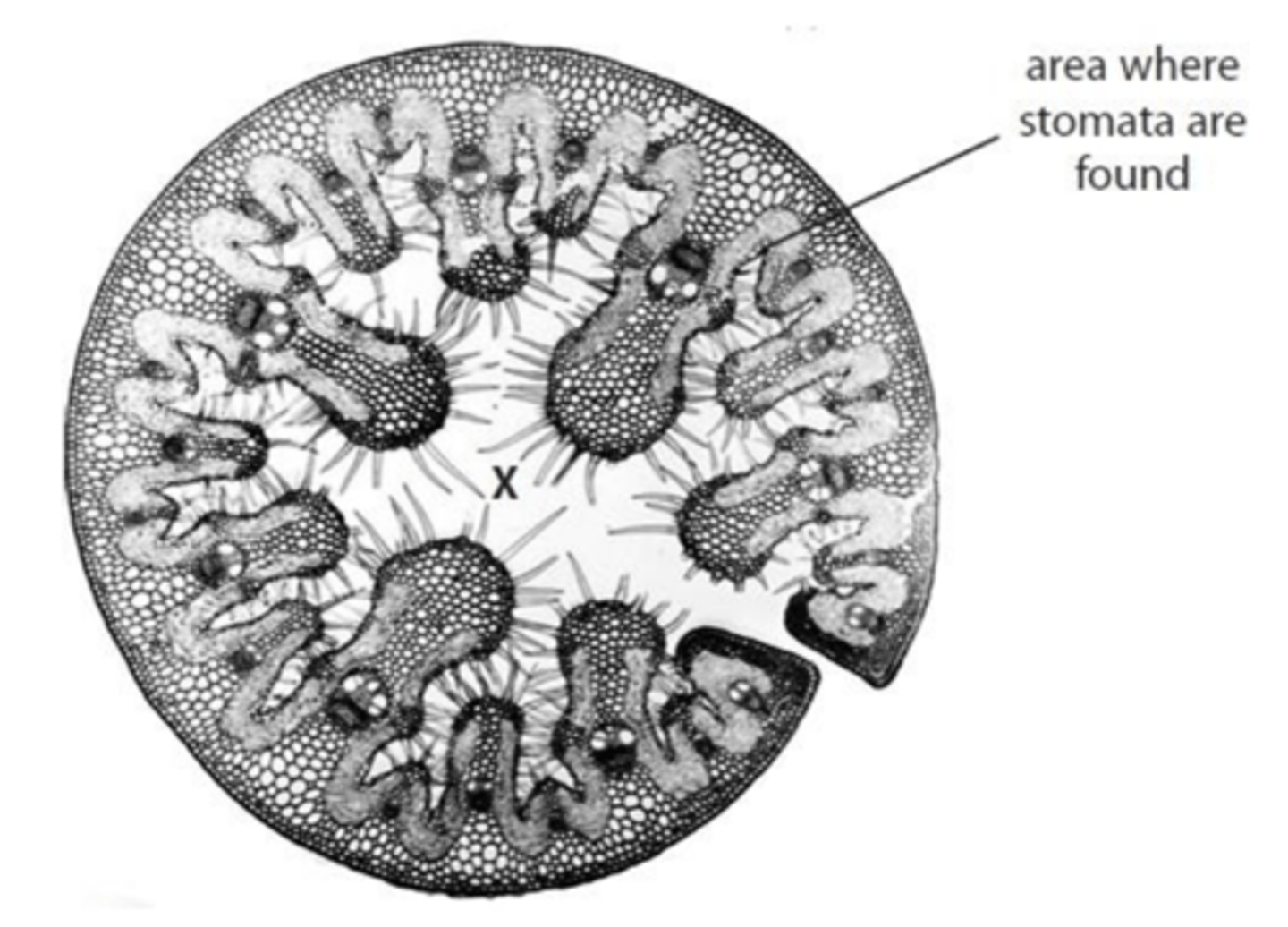 <p>- The leaf is curled with the stomata located on the inner surface, and these stomata are sunken in pits which are lined with fine hairs.</p><p>- This structure traps a layer of humid air, which is saturated with water vapour, close to the stomata.</p><p>- This reduces the water potential gradient between the inside of the leaf and the air outside, thereby lowering the rate of water loss by transpiration.</p>
