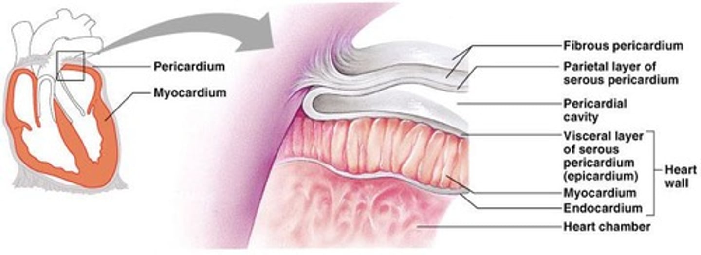 <p>Epicardium, myocardium, and endocardium.</p>
