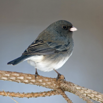 <ul><li><p>most common bird of MCF</p></li><li><p>small grey bird with dark head</p></li><li><p>seed-eater</p></li><li><p>name spanish origin, meaning reed or rush</p></li><li><p>when threatened does broken wing act → lead away nest</p></li><li><p>move in downslope below snow line</p></li><li><p>summer - nests on ground among dwarf bulrushes or grasses</p></li></ul><p></p>