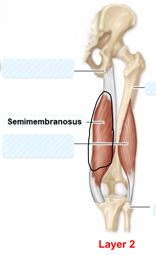 <p>semimembranosus</p>
