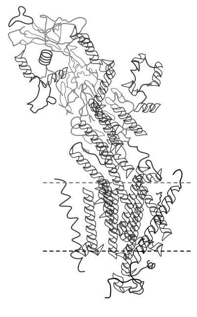 <p>This is an example of a protein that switches reversibly between alternative conformations. It allows the Na-K pump to pick up ions from one side of the membrane (dotted rectangle) and discharge them on the other side</p>