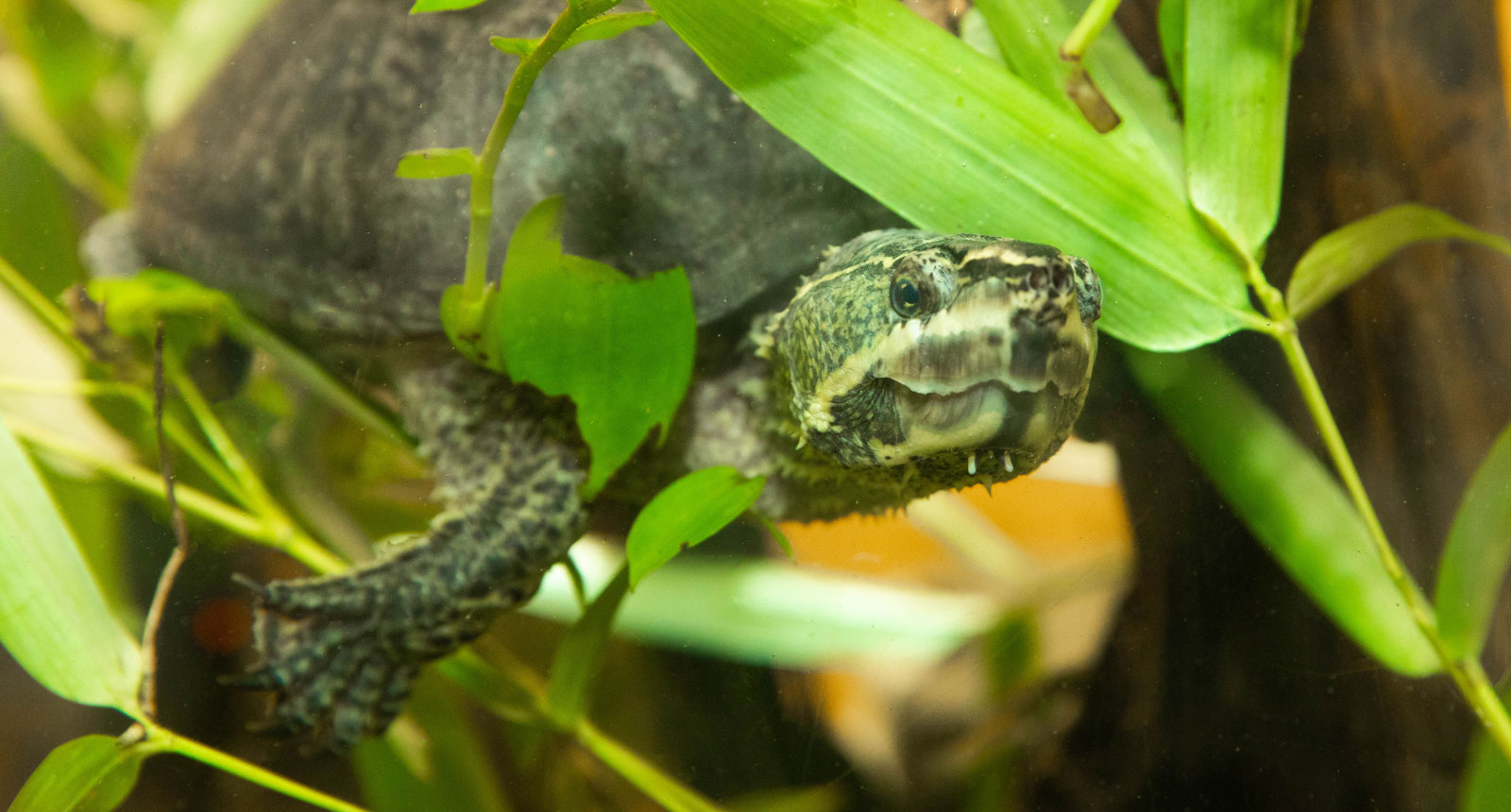 Common musk turtle