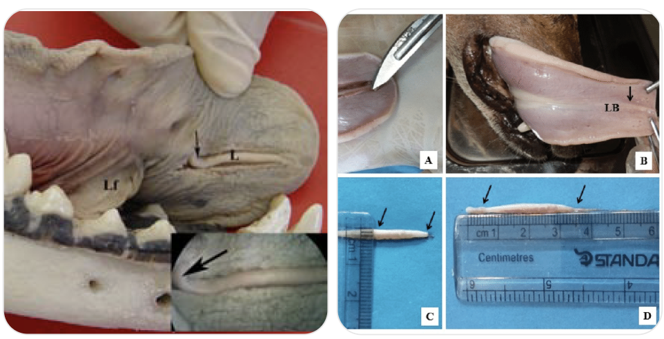<p>core muscle covered by <strong>stratified squamous epithelium</strong> - which is attached to the <strong>hyoid bone and mandibl</strong>e, hence <strong>mobile</strong></p><p></p><p>it has 3 parts: apex, body and root</p><p></p><p>the surface has a large number of projections called papillae and taste buds</p><p></p><p>Lyssa is a structure in the central midline-core of skeletal muscle and adipose surrounded by dense connective tissue - what the pic shows - its basically this thick white line under the dog’s tongue in the middle</p>