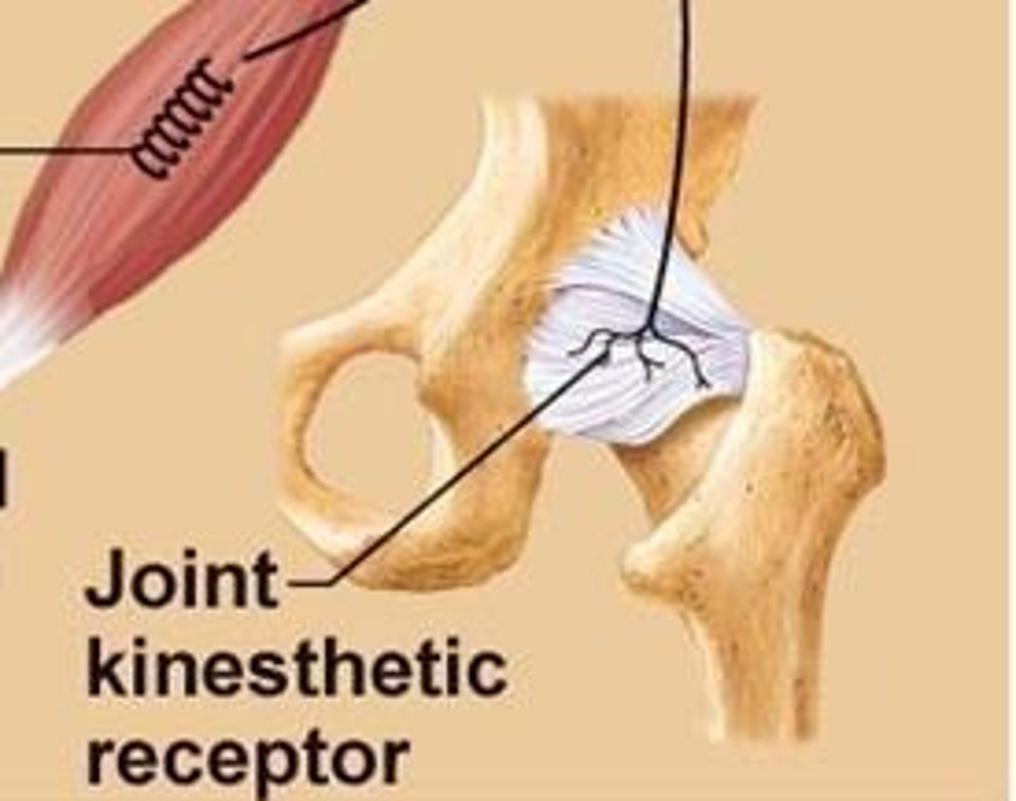 <p>Muscle spindles, Golgi tendon organs, and joint receptors.</p>