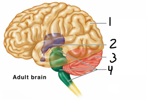<p>diencephalon function</p>