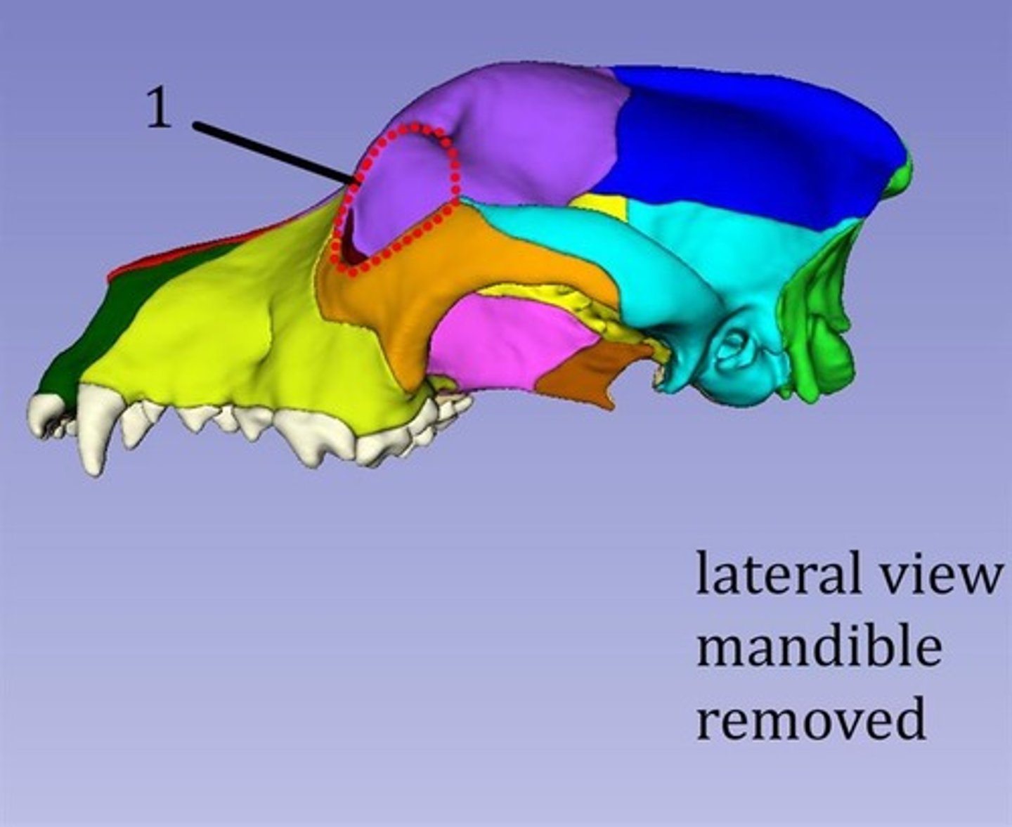 <p>1?</p>