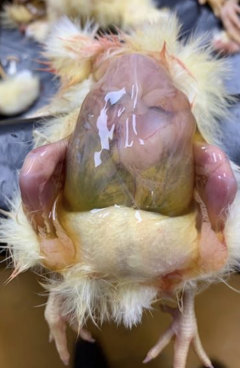 <p>cerebral edema, malacia in all - polioencephalomalacia </p><p>eosinophilic meningoencephalitis in SWINE only (within first 48 hours)</p>