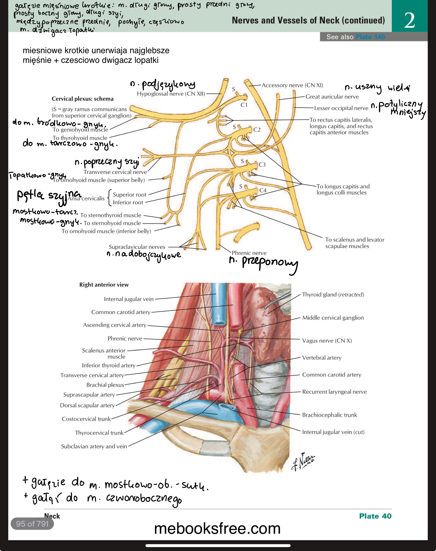 <ul><li><p>n. przeponowy / phrenic nerve</p></li><li><p>gałąź / gałęxie do MOS</p></li><li><p>gałąź do m. czowrobocznego</p></li><li><p>pętla szyjna / cervical ansa</p></li></ul><p></p>
