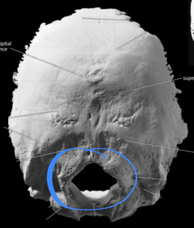 <p>Located in the occipital bone of the cranium </p>