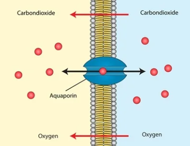 <p>aquaporins</p>