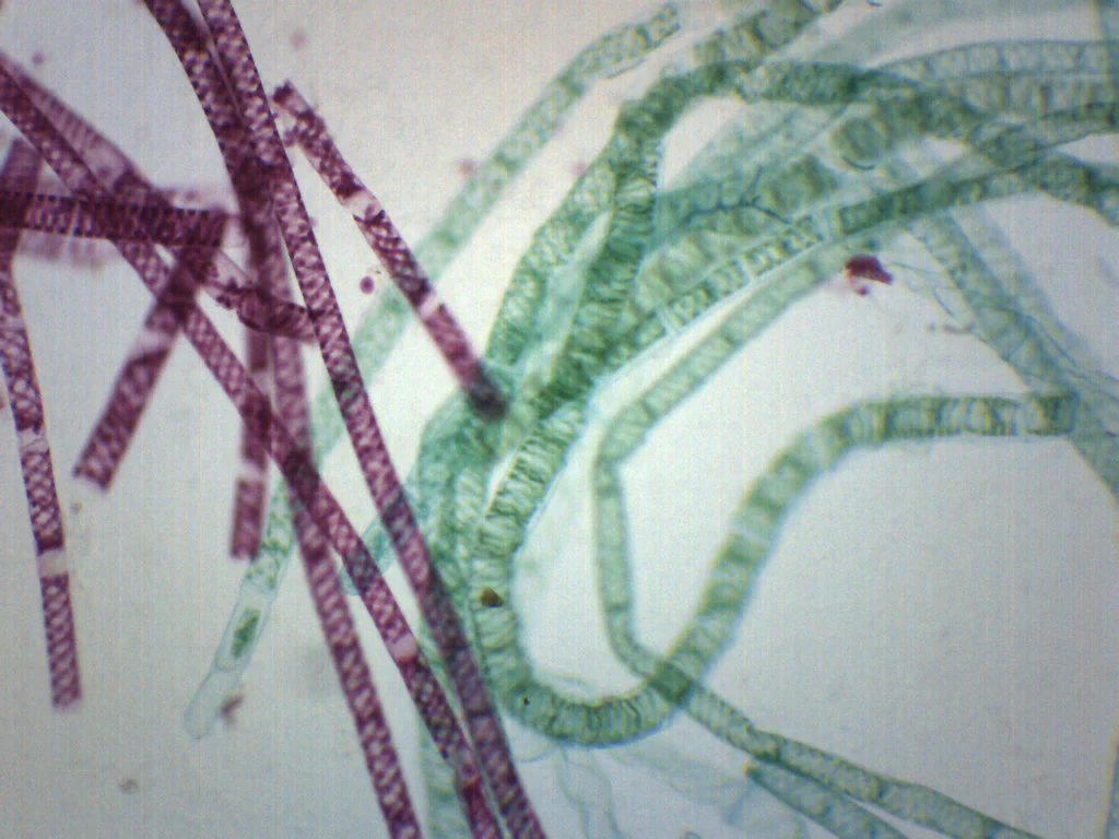 <p>what is this protist?</p>