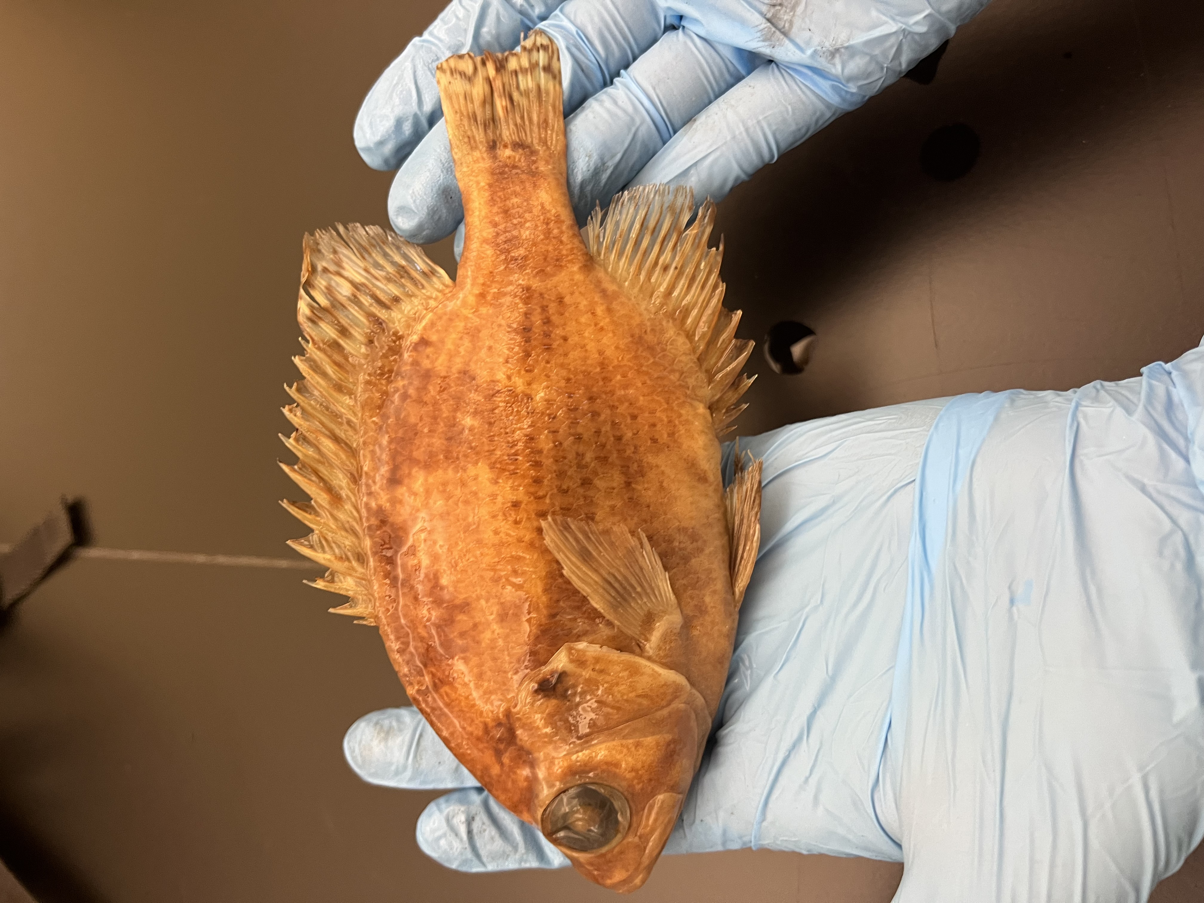 <p>Sunfishes and Basses</p>