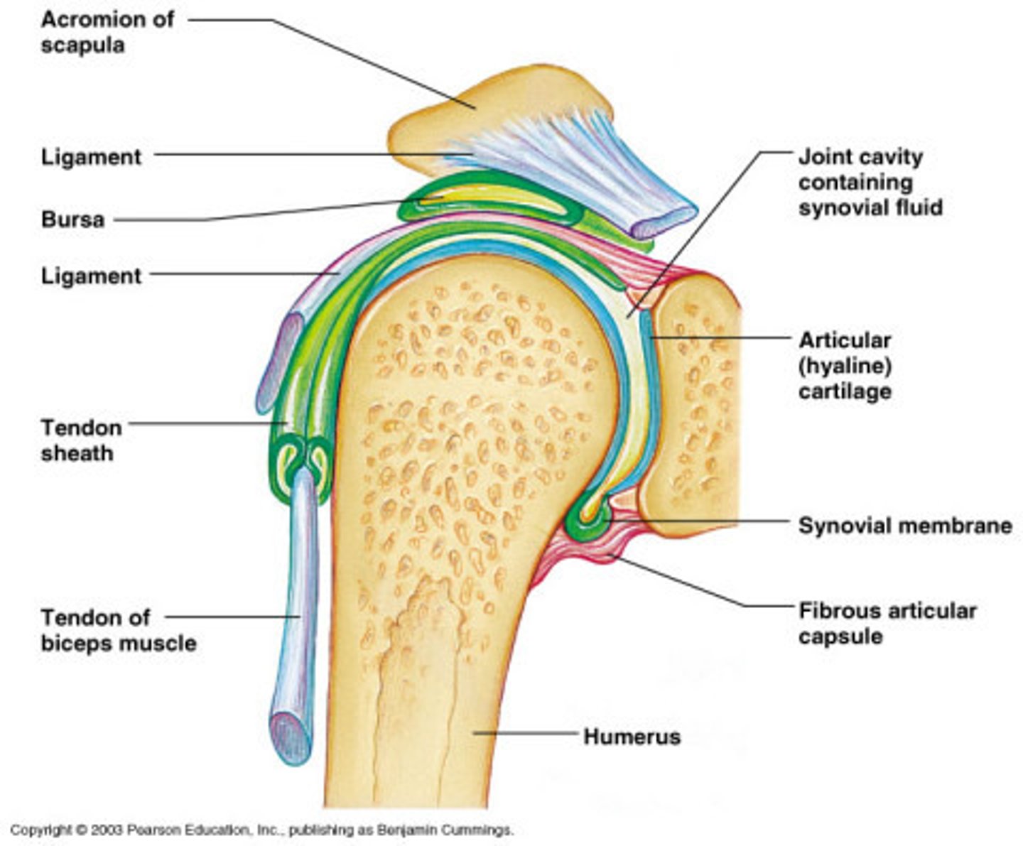 <p>flattened fibrous sacs lined with synovial membrane and containing a thin film of synovial fluid</p>