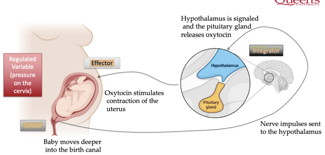 <p>Sensors are in birth canal, it recognizes that cervix pressure increases, brain is integrator, effector is pituitary glans which releases oxytocin, increasingly until child is born</p>