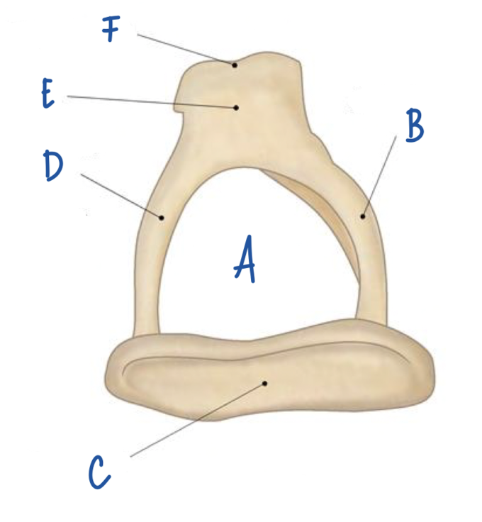 <p>What part of the stapes is labeled C?</p>