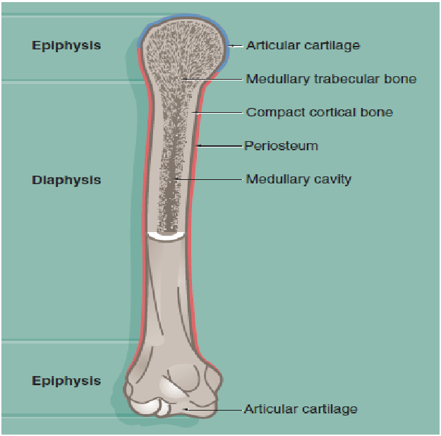 <p>(bv. femur, tibia, humerus)</p><ul><li><p>uiteinden (epifyse/ epiphysis): opgebouwd uit trabeculair bot met daar overheen een dun laagje corticaal bot</p></li><li><p>cylindrische middenstuk (diafyse/ diaphysis): vrijwel alleen uit corticaal bot met soms binnenin een beetje trabeculair bot rond beenmerg</p></li><li><p>holten van trabeculaire bot &amp; mergholte in diafyse bevatten beenmerg in 2 soorten:</p><ul><li><p>rood beenmerg</p><ul><li><p>vorming van bloedcellen</p></li></ul></li><li><p>geel beenmerg</p><ul><li><p>in hoofdzaak uit vetcellen</p></li></ul></li></ul></li></ul><p></p>