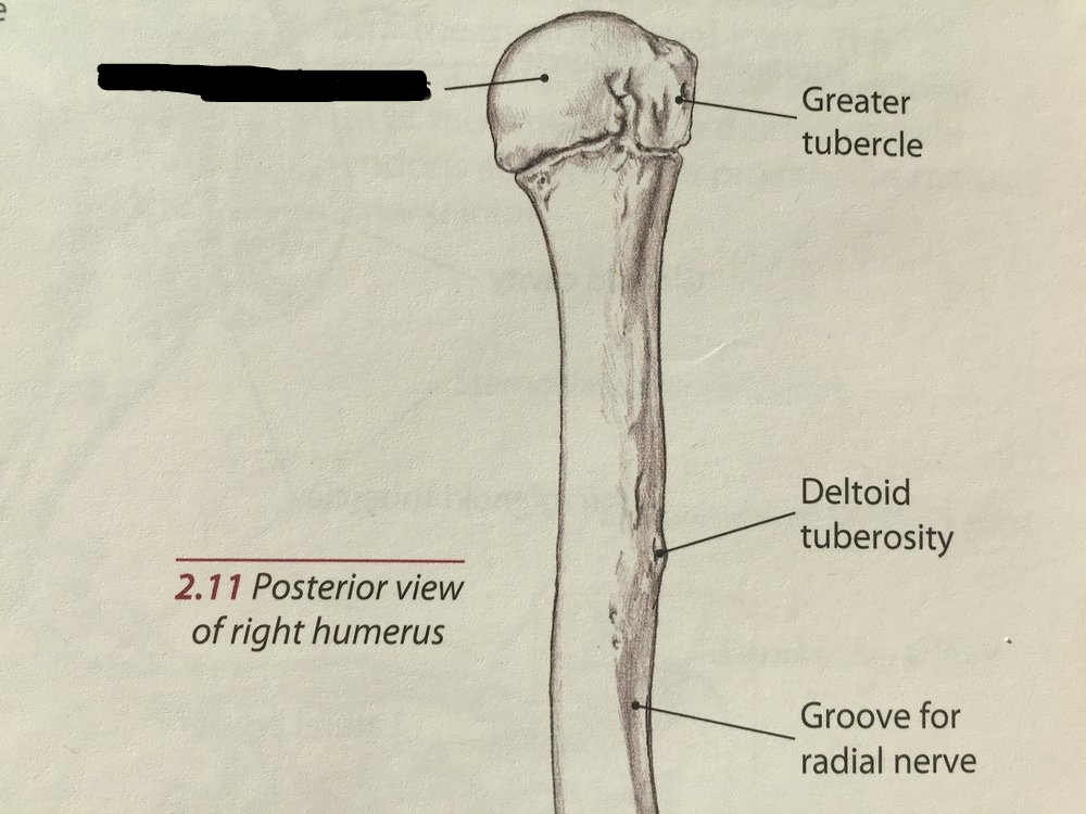 <p>humerus head</p>